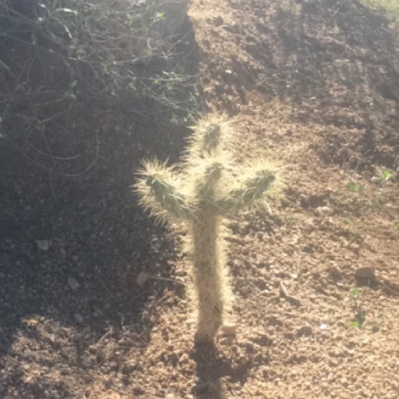 Meet your Posher, Cynthia - Picture 1 of 1